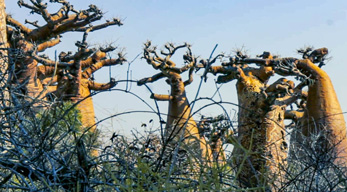 Baobab à l'Ouest de Madagascar